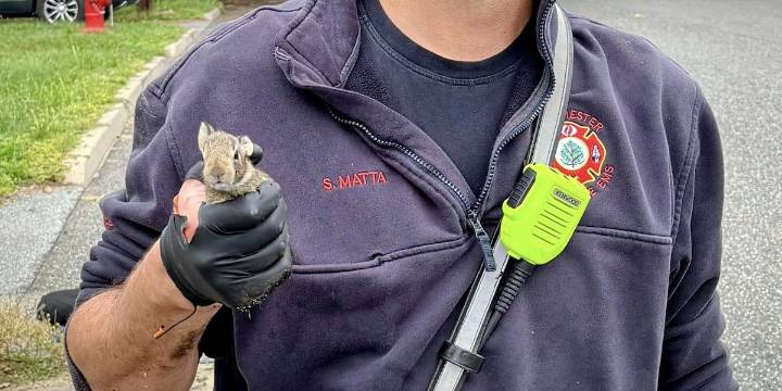 2 rabbits rescued from storm drain in Manchester