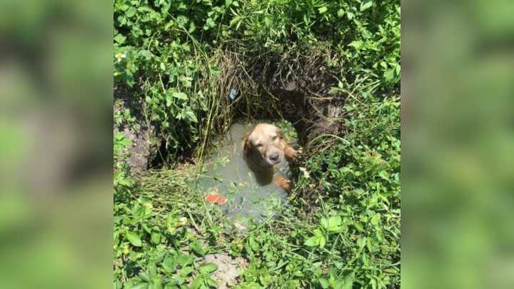 Florida Deputy Saves Terrified Puppy From Septic Drain And Makes A Life