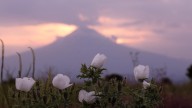 Volcán Popocatépetl HOY: Registra más de 800 minutos de tremor este 3 de septiembre