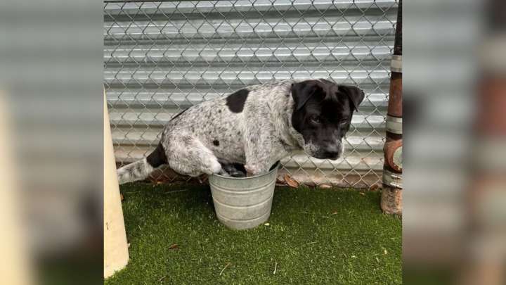 California Dog’s Strange Love For A Bucket Sparks Fame And An Unexpected Twist