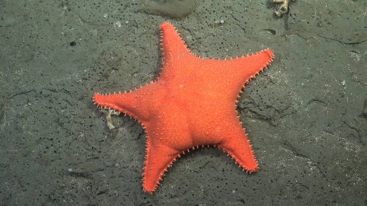 ¿Nuevos protagonistas? Una nueva expedición del Conicet explorará las profundidades del Mar Argentino en Chubut y Río Negro