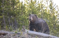 Yellowstone hiker injured by bear on Turbid Lake Trail