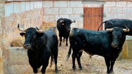Los toros para la reapertura de La Monumental de Muro ya descansan en los corrales