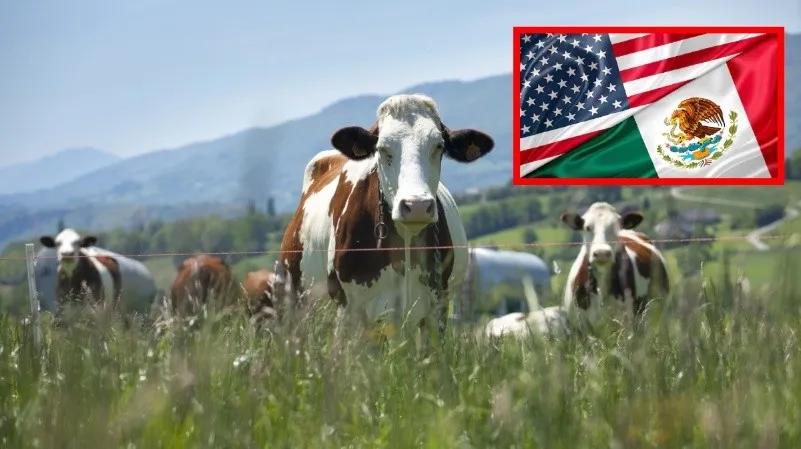 Ganaderos de Sonora buscan regionalización tras cierre de fontera con EEUU por ganado