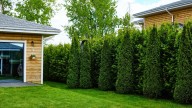 The Fast-Growing Narrow Tree That Doubles As A Privacy Fence