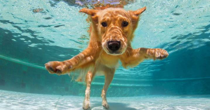 Doggy splash sessions to return to Leicestershire leisure centre