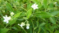 Parece fotogénica, pero es una planta invasora que asfixia las especies nativas: el mediterráneo está plagado
