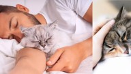 Razones por las que los gatos se acercan a personas enfermas o con malestar físico