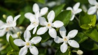4 plantas que llenarán tu casa del más rico aroma durante la Primavera