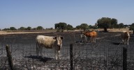 El Gobierno se olvida del mayor fuego de la historia de Salamanca en el listado de ayudas por los incendios