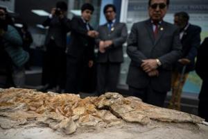 12-million-year-old porpoise fossil found in Peru