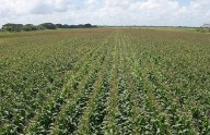 En Guárico se proyecta cosechar más de 170 mil hectáreas de maíz