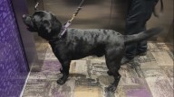 LSU Police Department's newest K-9 ready for game day