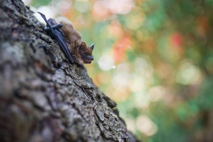 When Bats Get Too Close; How to Keep Them From Nesting