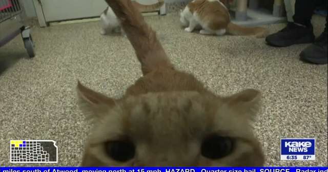 Pratt humane society pleads for help as shelter reaches maximum capacity