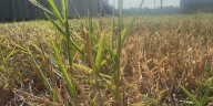Stone County under drought, state seeing increase in wildfires