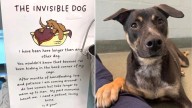 Florida Shelter Posts Heartbreaking "Invisible Dog" Sign For Overlooked Pup