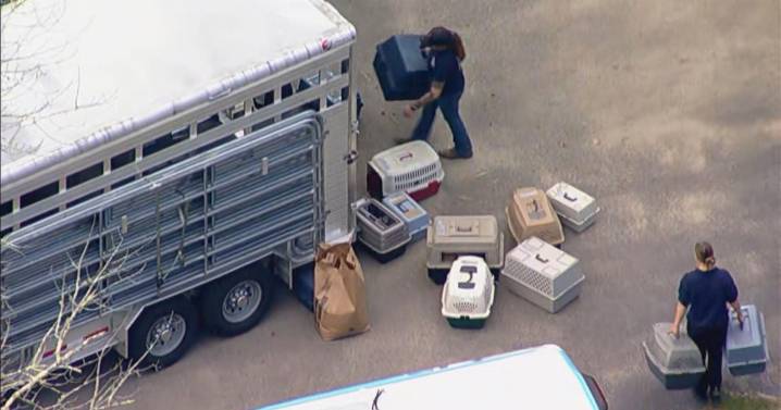 115 animals removed from Massachusetts property amid animal cruelty investigation