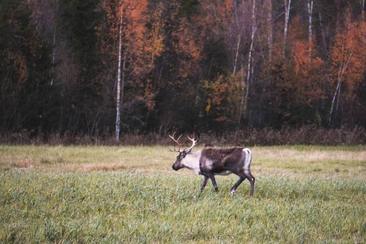 Imponente alce persigue y hace correr a un lobo gris en Yellowstone: impresionante video muestra la cruda intensidad entre depredador y presa