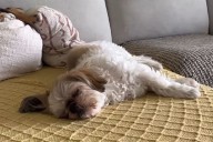 Does Your Senior Dog Have More Intense Dreams? Expert Explains Why