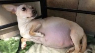Kansas Rescue Dog Delivers Record-Breaking Litter On National Puppy Day