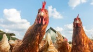 Castilla y León declara un foco de Influenza Aviar en Olmedo (Valladolid)