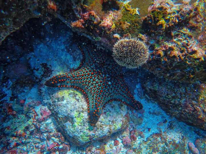 Asking Eric: Injured starfish causes rift between employees at aquarium