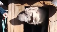 Oklahoma Dog Abandoned In A Doghouse Thought He Was Alone, Until He Found His New Mom