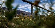 Pivot Energy provides a home to pollinators on its Aurora solar garden