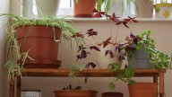 Which Material Is Best For Your Plant Pots, Ceramic Or Plastic?