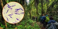 Bacteria similar a que causa verruga peruana fue descubierta en la Amazonía de Brasil