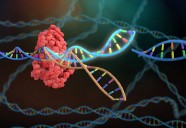 More Effective CAR T Cells Created Using New CRISPR Screening Method