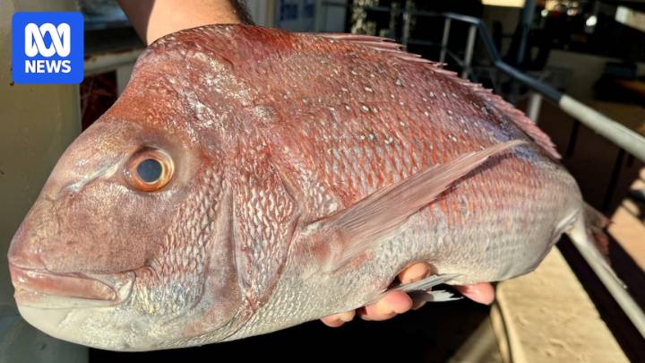 WA government flags tougher fishing rules, with dhufish and snapper at 'severe risk'