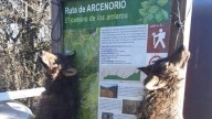 La Fiscalía formula denuncia por los lobos colgados del cartel de una ruta en Ponga