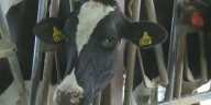 Bird Flu detected in central Nebraska dairy herd