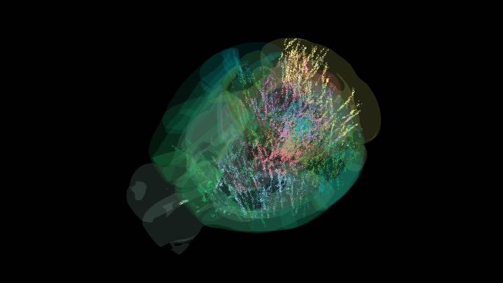 Estas 650.000 neuronas han sido “pilladas” durante la toma de decisiones en el mapa de la actividad cerebral más completo que tenemos