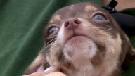 Pet dumping fines at center of City Hall power struggle pass without Mayor Jones’ support