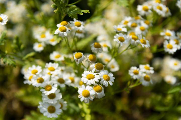 How to Create a Tea Garden Filled With Herbs You Can Actually Brew—That Doubles as a Relaxing Retreat