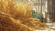 Sugar sector hit as ethanol prices from cane feedstocks remain unchanged