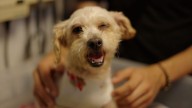 Cereza, la perrita embarazada que sobrevivió a la explosión de un camión de gas en Ciudad de México