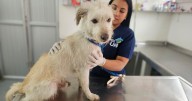 La historia de Copito, un perrito víctima de maltrato en Manizales