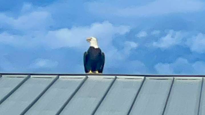 Bald eagle surprises people during 9/11 event in Cape Coral, Florida
