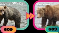 Fat Bear Week kicks off with buxom babes and up