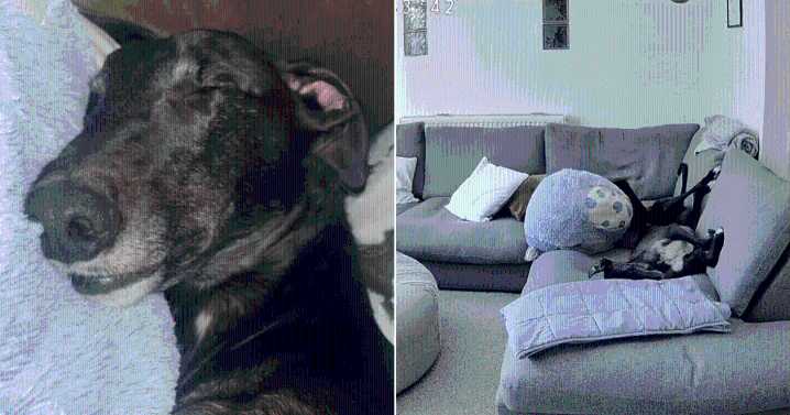 Owner Panics Leaving Greyhound Home, Pet Cam Footage Has Everyone Laughing