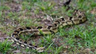 Kansas seeing increase in rattlesnake activity