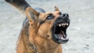 Vellore Construction Worker Dies Of Rabies; Family Neglected Dog Bite