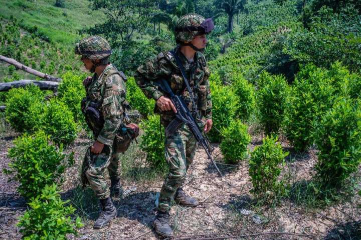 NYT: EEUU analiza si recortar la ayuda a Colombia debido al auge de la cocaína