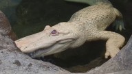 Famous Academy of Sciences albino alligator turns 30