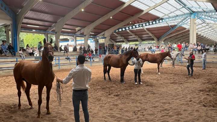 Ecunarcea elige a los mejores caballos de pura raza española y cruzados: “Hay buen nivel y animales muy interesantes”