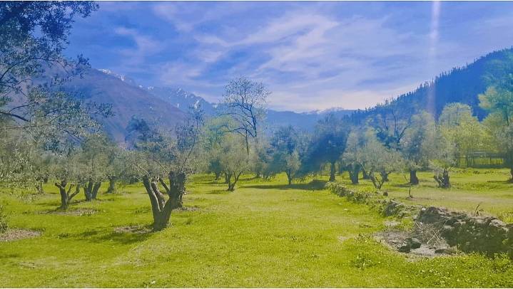 Kashmir’s First Olive Orchard: Farmers Strike Gold From its Lessons